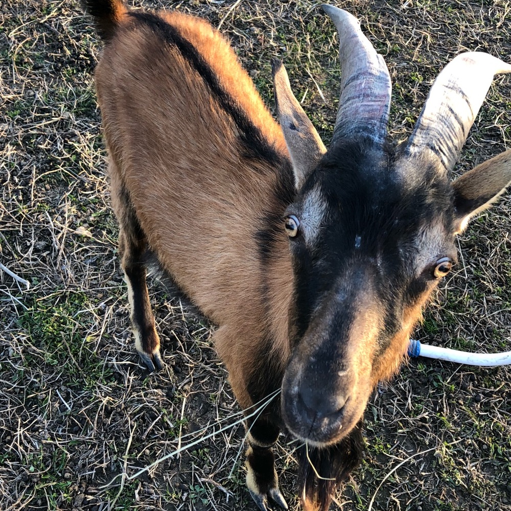 Meet your Posher, Lisa